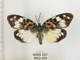 中文名:山龍眼螢斑蛾(3653-459)學名:Erasmia pulchella hobsoni Butler, 1889(3653-459)