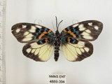 中文名:山龍眼螢斑蛾(4889-394)學名:Erasmia pulchella hobsoni Butler, 1889(4889-394)