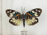 中文名:山龍眼螢斑蛾(4889-364)學名:Erasmia pulchella hobsoni Butler, 1889(4889-364)
