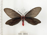 中文名:重陽木螢斑蛾(1282-20005)學名:Histia flabellicornis ultima Hering, 1922(1282-20005)