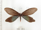 中文名:重陽木螢斑蛾(1282-19915)學名:Histia flabellicornis ultima Hering, 1922(1282-19915)