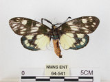 中文名:蓬萊茶斑蛾(64-541)學名:Eterusia aedea formosana Jordan, 1907(64-541)