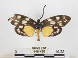 中文名:蓬萊茶斑蛾(446-430)學名:Eterusia aedea formosana Jordan, 1907(446-430)