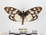 中文名:蓬萊茶斑蛾(725-1058)學名:Eterusia aedea formosana Jordan, 1907(725-1058)