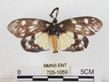 中文名:蓬萊茶斑蛾(725-1059)學名:Eterusia aedea formosana Jordan, 1907(725-1059)