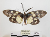 中文名:蓬萊茶斑蛾(725-1060)學名:Eterusia aedea formosana Jordan, 1907(725-1060)