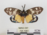 中文名:蓬萊茶斑蛾(725-1061)學名:Eterusia aedea formosana Jordan, 1907(725-1061)