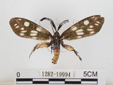 中文名:蓬萊茶斑蛾(1282-19994)學名:Eterusia aedea formosana Jordan, 1907(1282-19994)