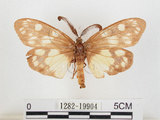 中文名:蓬萊茶斑蛾(1282-19904)學名:Eterusia aedea formosana Jordan, 1907(1282-19904)