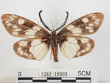 中文名:蓬萊茶斑蛾(1282-19909)學名:Eterusia aedea formosana Jordan, 1907(1282-19909)