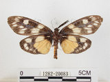 中文名:蓬萊茶斑蛾(1282-20083)學名:Eterusia aedea formosana Jordan, 1907(1282-20083)