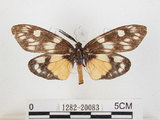 中文名:蓬萊茶斑蛾(1282-20083)學名:Eterusia aedea formosana Jordan, 1907(1282-20083)
