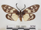 中文名:蓬萊茶斑蛾(1282-19923)學名:Eterusia aedea formosana Jordan, 1907(1282-19923)