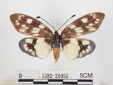 中文名:蓬萊茶斑蛾(1282-20052)學名:Eterusia aedea formosana Jordan, 1907(1282-20052)