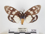 中文名:蓬萊茶斑蛾(1729-114)學名:Eterusia aedea formosana Jordan, 1907(1729-114)