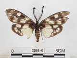 中文名:蓬萊茶斑蛾(2094-6)學名:Eterusia aedea formosana Jordan, 1907(2094-6)