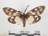 中文名:蓬萊茶斑蛾(2095-459)學名:Eterusia aedea formosana Jordan, 1907(2095-459)