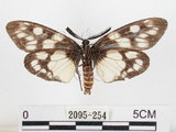 中文名:蓬萊茶斑蛾(2095-254)學名:Eterusia aedea formosana Jordan, 1907(2095-254)
