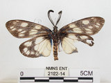 中文名:蓬萊茶斑蛾(2122-14)學名:Eterusia aedea formosana Jordan, 1907(2122-14)