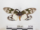 中文名:蓬萊茶斑蛾(2250-45)學名:Eterusia aedea formosana Jordan, 1907(2250-45)