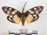中文名:蓬萊茶斑蛾(2695-368)學名:Eterusia aedea formosana Jordan, 1907(2695-368)