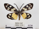 中文名:蓬萊茶斑蛾(2909-1376)學名:Eterusia aedea formosana Jordan, 1907(2909-1376)