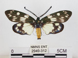 中文名:蓬萊茶斑蛾(2949-312)學名:Eterusia aedea formosana Jordan, 1907(2949-312)