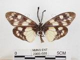 中文名:蓬萊茶斑蛾(2966-686)學名:Eterusia aedea formosana Jordan, 1907(2966-686)
