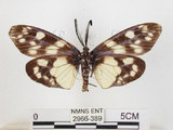 中文名:蓬萊茶斑蛾(2966-389)學名:Eterusia aedea formosana Jordan, 1907(2966-389)