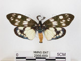 中文名:蓬萊茶斑蛾(2966-689)學名:Eterusia aedea formosana Jordan, 1907(2966-689)