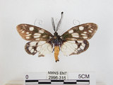 中文名:蓬萊茶斑蛾(2996-315)學名:Eterusia aedea formosana Jordan, 1907(2996-315)