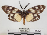 中文名:蓬萊茶斑蛾(2996-268)學名:Eterusia aedea formosana Jordan, 1907(2996-268)