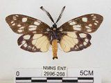 中文名:蓬萊茶斑蛾(2996-268)學名:Eterusia aedea formosana Jordan, 1907(2996-268)