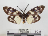 中文名:蓬萊茶斑蛾(3101-328)學名:Eterusia aedea formosana Jordan, 1907(3101-328)
