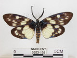 中文名:蓬萊茶斑蛾(3653-195)學名:Eterusia aedea formosana Jordan, 1907(3653-195)