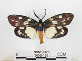 中文名:蓬萊茶斑蛾(3653-195)學名:Eterusia aedea formosana Jordan, 1907(3653-195)