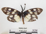 中文名:蓬萊茶斑蛾(4141-213)學名:Eterusia aedea formosana Jordan, 1907(4141-213)