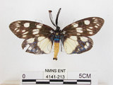 中文名:蓬萊茶斑蛾(4141-213)學名:Eterusia aedea formosana Jordan, 1907(4141-213)