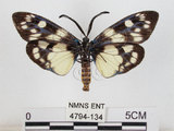 中文名:蓬萊茶斑蛾(4794-134)學名:Eterusia aedea formosana Jordan, 1907(4794-134)