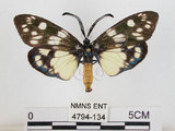 中文名:蓬萊茶斑蛾(4794-134)學名:Eterusia aedea formosana Jordan, 1907(4794-134)