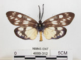 中文名:蓬萊茶斑蛾(4889-312)學名:Eterusia aedea formosana Jordan, 1907(4889-312)