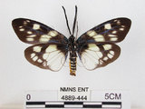 中文名:蓬萊茶斑蛾(4889-444)學名:Eterusia aedea formosana Jordan, 1907(4889-444)
