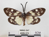 中文名:蓬萊茶斑蛾(4889-370)學名:Eterusia aedea formosana Jordan, 1907(4889-370)