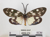 中文名:蓬萊茶斑蛾(4889-370)學名:Eterusia aedea formosana Jordan, 1907(4889-370)