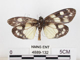 中文名:蓬萊茶斑蛾(4889-132)學名:Eterusia aedea formosana Jordan, 1907(4889-132)