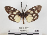 中文名:蓬萊茶斑蛾(4889-43)學名:Eterusia aedea formosana Jordan, 1907(4889-43)