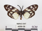 中文名:蓬萊茶斑蛾(4889-36)學名:Eterusia aedea formosana Jordan, 1907(4889-36)