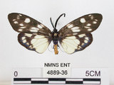 中文名:蓬萊茶斑蛾(4889-36)學名:Eterusia aedea formosana Jordan, 1907(4889-36)