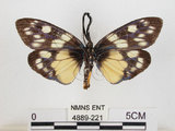 中文名:蓬萊茶斑蛾(4889-221)學名:Eterusia aedea formosana Jordan, 1907(4889-221)