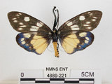 中文名:蓬萊茶斑蛾(4889-221)學名:Eterusia aedea formosana Jordan, 1907(4889-221)